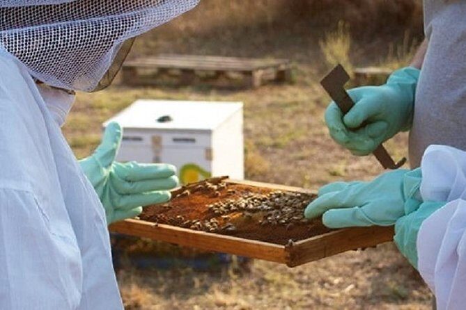 Beekeeper for a Day close to Nafplio - The Honey Tasting and Farm Visit