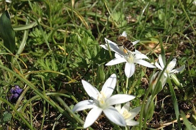 Beekeeper for a Day close to Nafplio - Practical Details and Considerations