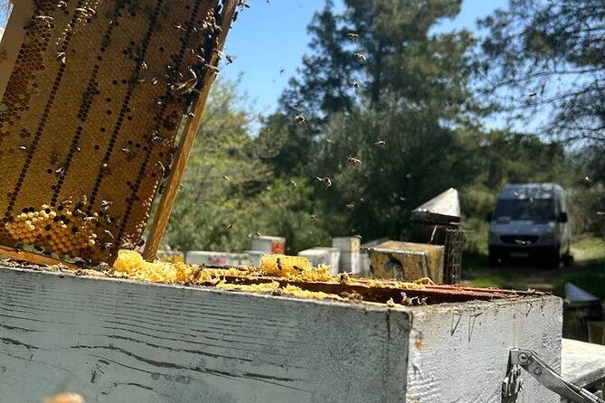 Beekeeping experience " Areti Honey " - Setting the Stage: What to Expect