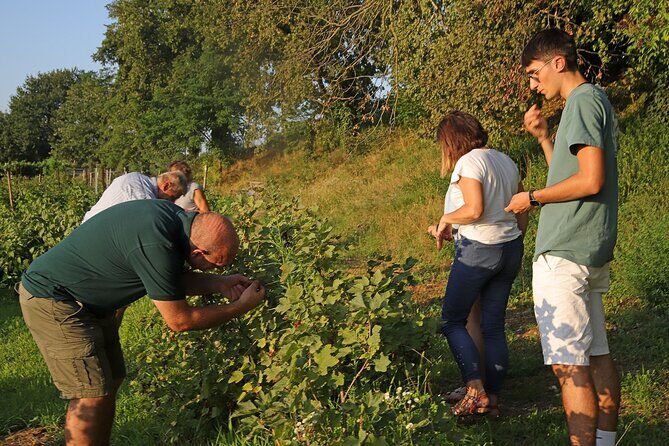 Beekeeping Farm Tour and Tasting Experience in Lazise - Authentic and Personal Experience