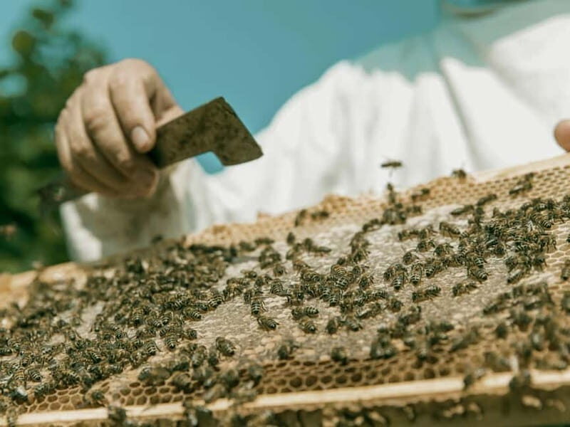 Beekeeping Tour and Honey Tasting Experience in Monferrato - Why Travelers Love This Experience