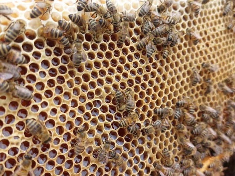 Beekeeping Tour and Honey Tasting Experience in Monferrato - Final Thoughts: Is It Worth It?
