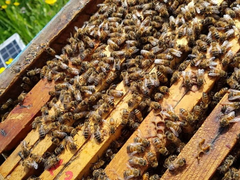 Beekeeping Tour and Honey Tasting Experience in Monferrato - Frequently Asked Questions