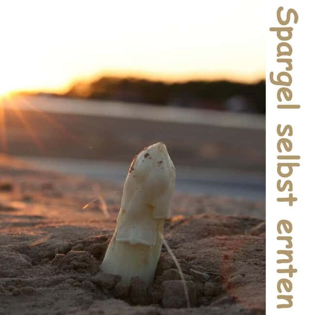 Beelitz: Harvest Beelitz asparagus yourself - Key Points