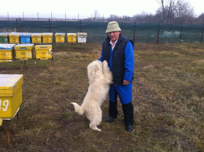 Bees in Romania - Private Beekeeping Lesson and Local Lunch - FAQs