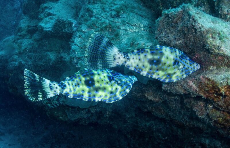 Beginner Scuba Dive with Scubapoint Tenerife in Turtle Area - Who Is This Tour Best Suited For?