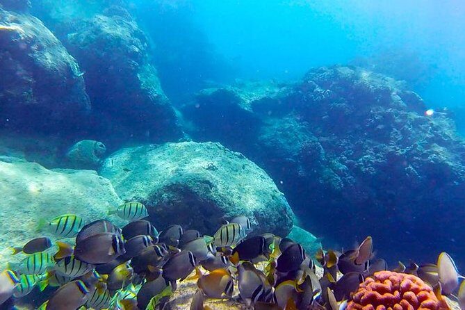 Beginner Scuba Diving Adventure with Videos in Honolulu - Key Points