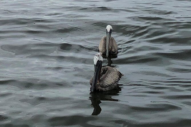 Behind the Scenes of Shem Creek Shrimp Walking Tour - Value for Money