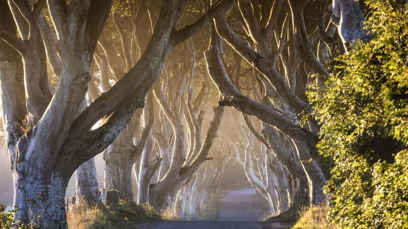 Belfast: Giant's Causeway Tour w/ Titanic Exhibit Admission - An In-Depth Look at the Tour Experience