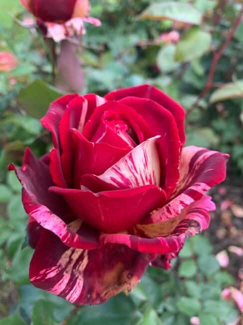 Belfast: Sir Thomas & Lady Dixon Park Walk & Alfresco Picnic - Who Should Consider This Tour?