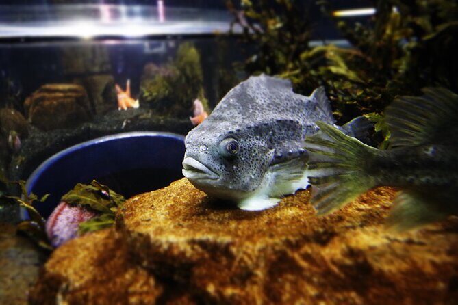 Beluga and Puffin Sanctuary Visitor Centre with Aquarium - Honest Review of the Beluga and Puffin Sanctuary Visitor Centre with Aquarium