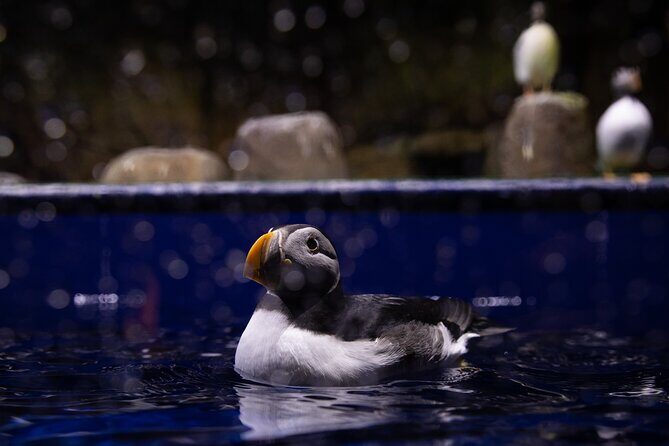 Beluga and Puffin Sanctuary Visitor Centre with Aquarium - Key Points