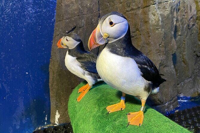 Beluga and Puffin Sanctuary Visitor Centre with Aquarium - What’s Included and How It Works