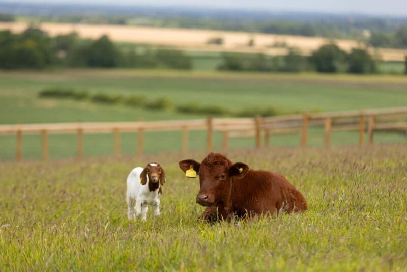 Belvoir Castle: Castle, Gardens and Ground Entry - In Summary