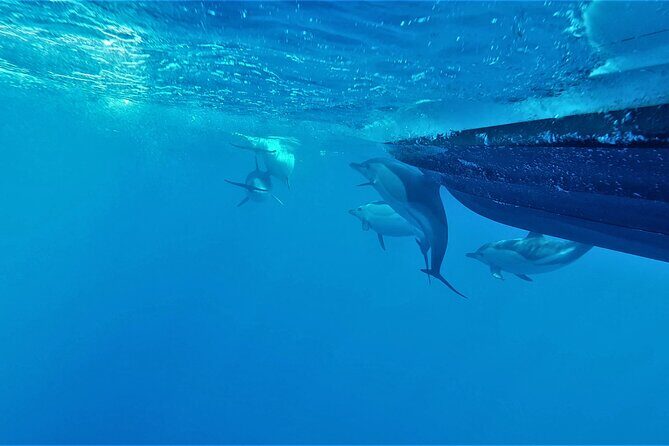 Benagil Caves Visit with Dolphins Watching from Albufeira - FAQ