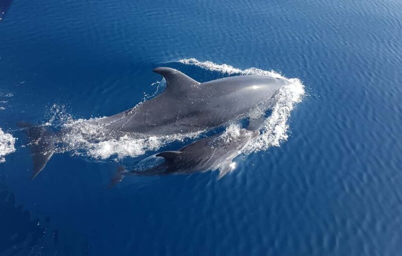 Benalmadena: Dolphin Sighting Boat Tour - An Honest Look at the Experience