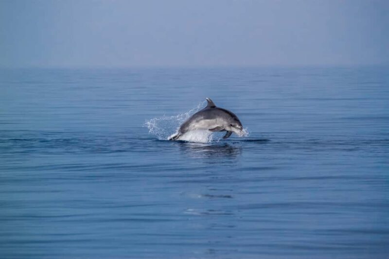 Benalmadena: Dolphin Sighting Boat Tour - The Search for Dolphins