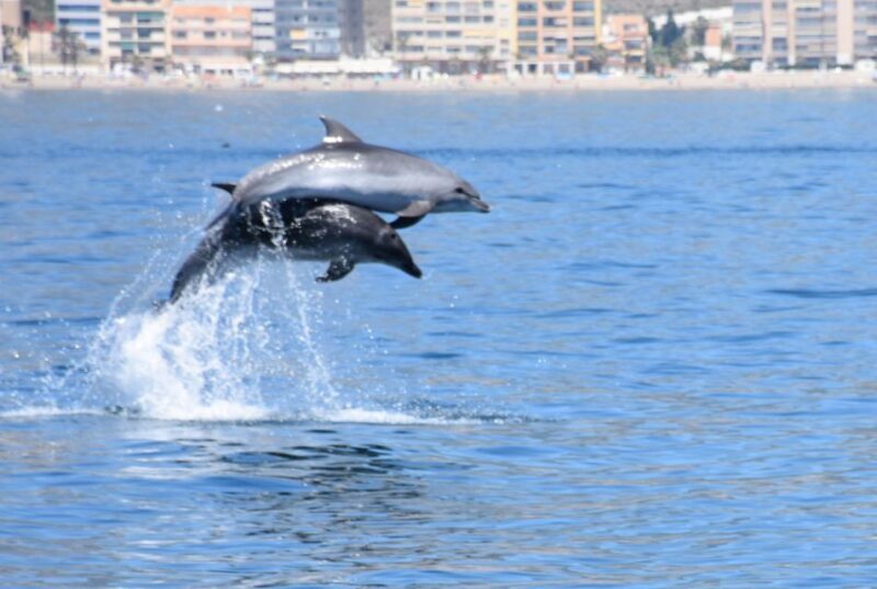 Benalmadena: Dolphin Watching Boat Tour - An In-Depth Look at the Tour