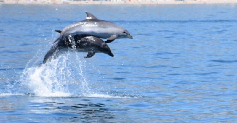 Benalmadena: Dolphin Watching Boat Tour - FAQ
