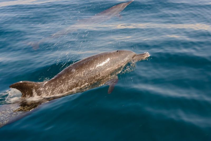 Benalmadena: Dolphin Watching Boat Tour - The Dolphin Spotting Part: What You’ll Actually Do