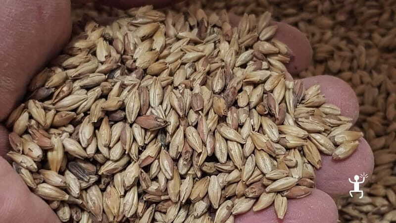 Benevento: visit and tasting at a brewery in Apollosa - A Genuine Look at the Brewery Experience