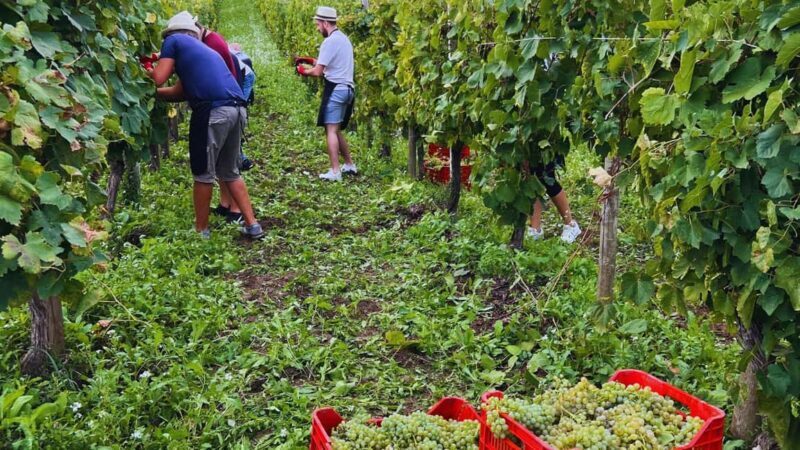 Benevento: Winery Tour with Wine Tasting and Snacks - FAQ