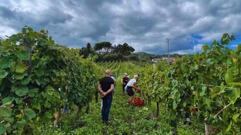 Benevento: Winery Tour with Wine Tasting and Snacks - Final Thoughts