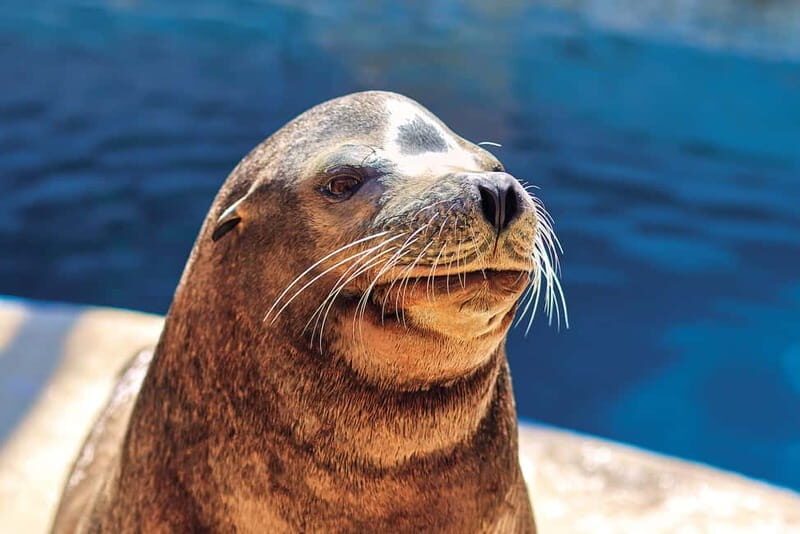 Benidorm: Mundomar Animal Park Entrance Ticket - Key Points