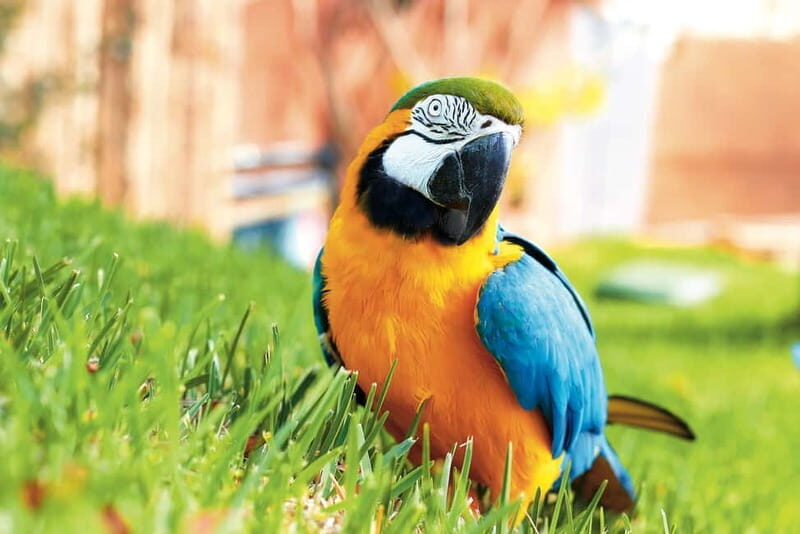 Benidorm: Mundomar Animal Park Entrance Ticket - Final Thoughts