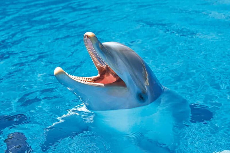 Benidorm: Mundomar Animal Park Entrance Ticket - FAQs