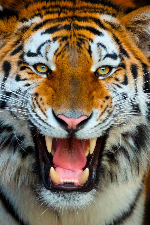 Benidorm: Terra Natura and Aqua Natura Combo Day Ticket - Who Should Consider This Experience?