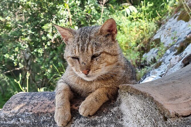 Berat Full Day Trip from Tirana - Who Should Consider This Tour?