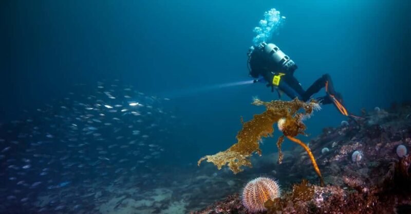 Bergen: Guided Scuba Diving - The Experience & Review Insights