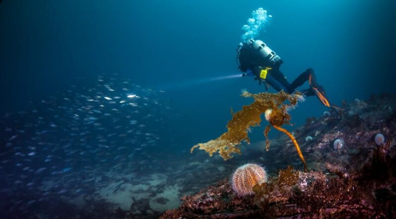 Bergen: Guided Scuba Diving - FAQ