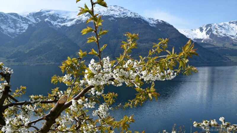 Bergen: Hardangerfjord, Voss Gondola & 3 Great Waterfalls - FAQ