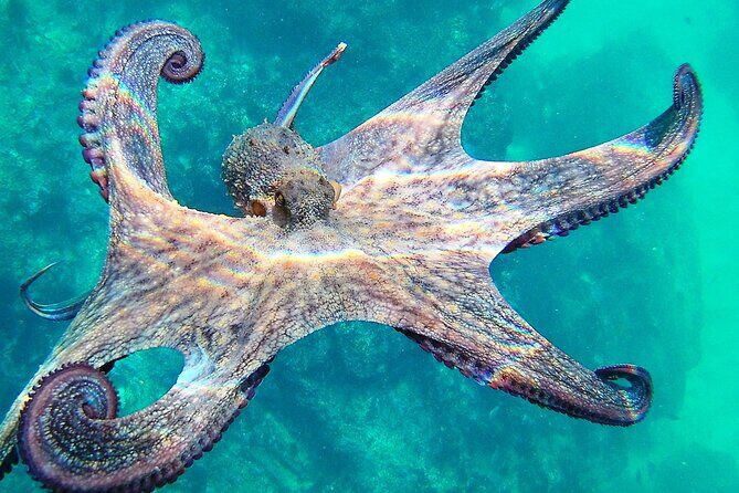 Berlengas Island Catamaran Tour + Snorkeling - The Itinerary Breakdown: What to Expect