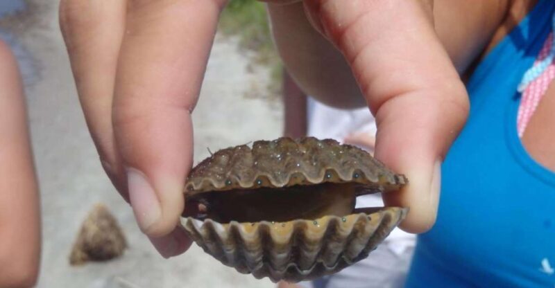 Berlin: Assateague Island Wildlife Discovery Kayak Tour - Final Thoughts