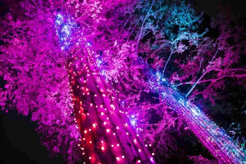 Berlin: Entry Ticket to Christmas at Tierpark - Is This Experience Worth It?