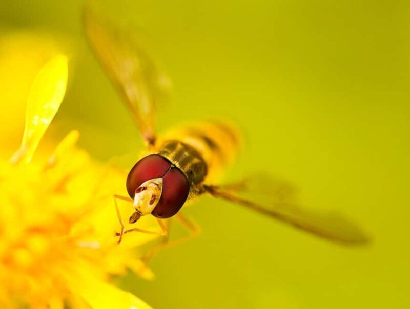 Berlin: Macro photography course - Nature in detail - A detailed look at what this macro photography course offers