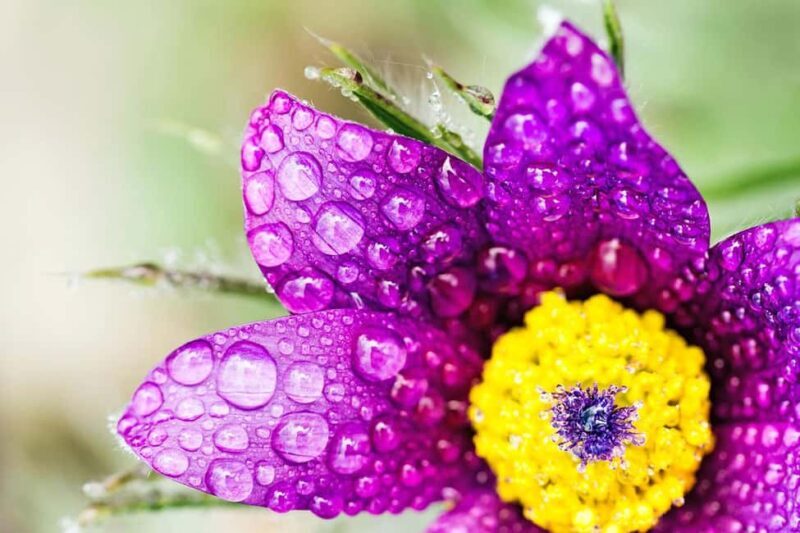 Berlin: Macro photography course - Nature in detail - What do reviews tell us?