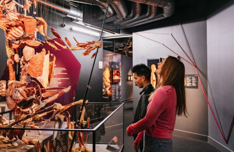 Berlin: Tickets for the BODY WORLDS Museum in Berlin - Who Should Consider Visiting?