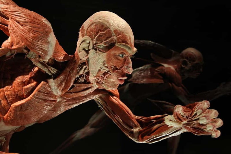 Berlin: Tickets for the BODY WORLDS Museum in Berlin - FAQ