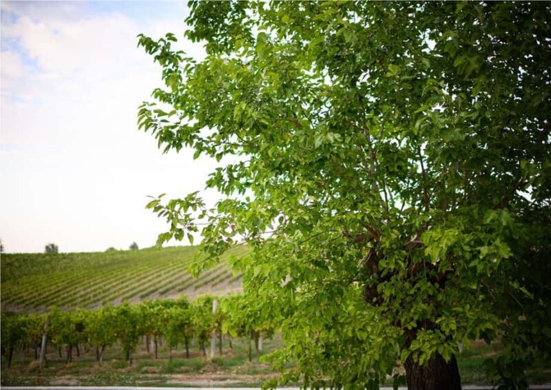 Bertinoro: Romagna Wines Authentic Tasting Experience - Key Points