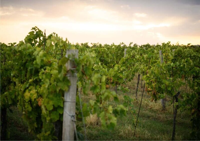 Bertinoro: Romagna Wines Authentic Tasting Experience - What You Can Expect from the Bertinoro Wine Tasting