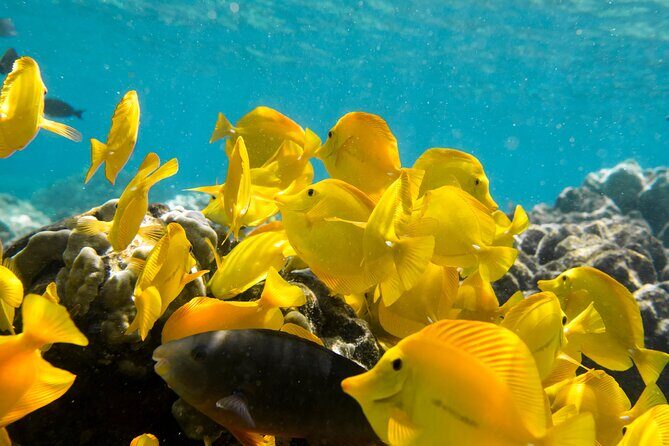 Best Coral Reef Snorkel Tour in Kona - Protected Marine Sanctuary - What’s Included and What’s Not