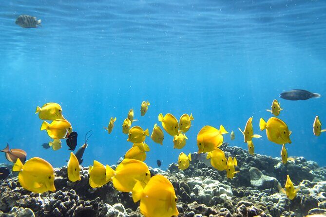 Best Coral Reef Snorkel Tour in Kona - Protected Marine Sanctuary - Marine Sanctuary and Scenic Views