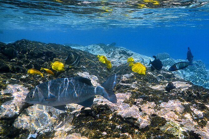 Best Coral Reef Snorkel Tour in Kona - Protected Marine Sanctuary - Pricing and Value