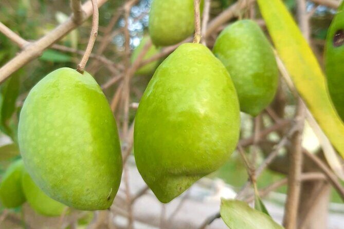 Best Corfu Tour with Boat Trip & Old Town for Cruise Passengers - FAQ