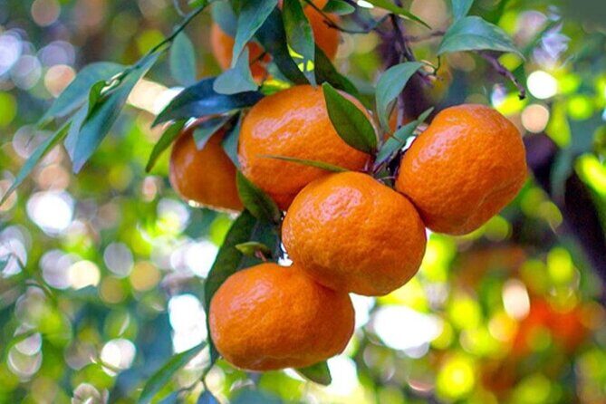 Best Corfu Tour with Boat Trip & Old Town for Cruise Passengers - Who Will Love This Tour?