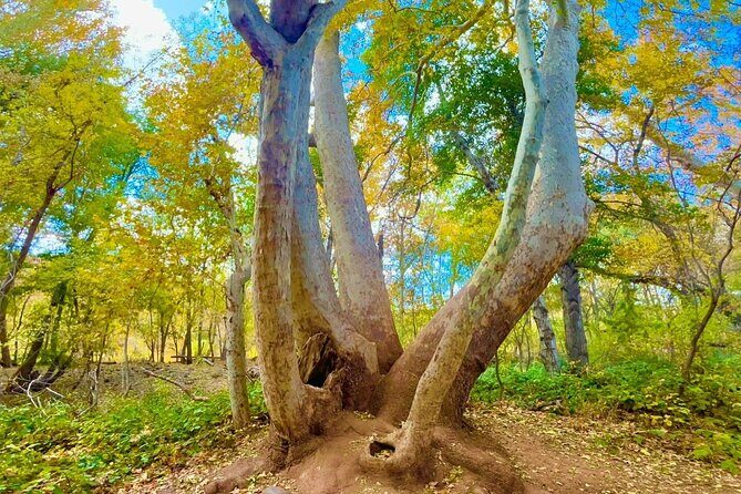 Best E-Bike Tour of Sedona with Private Local Guide - FAQ